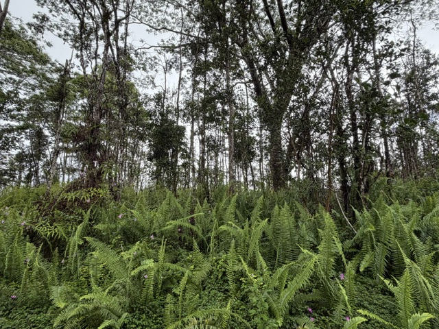 PUNA RD
