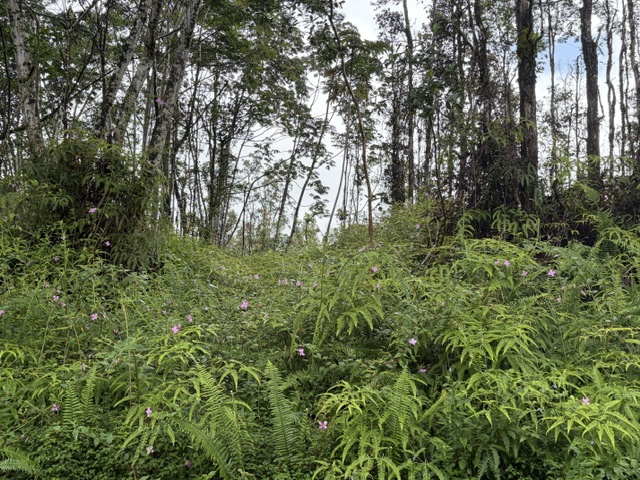 PUNA RD