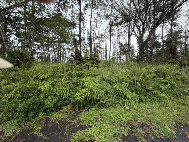 PUNA RD