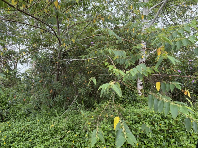 HAPUU DR