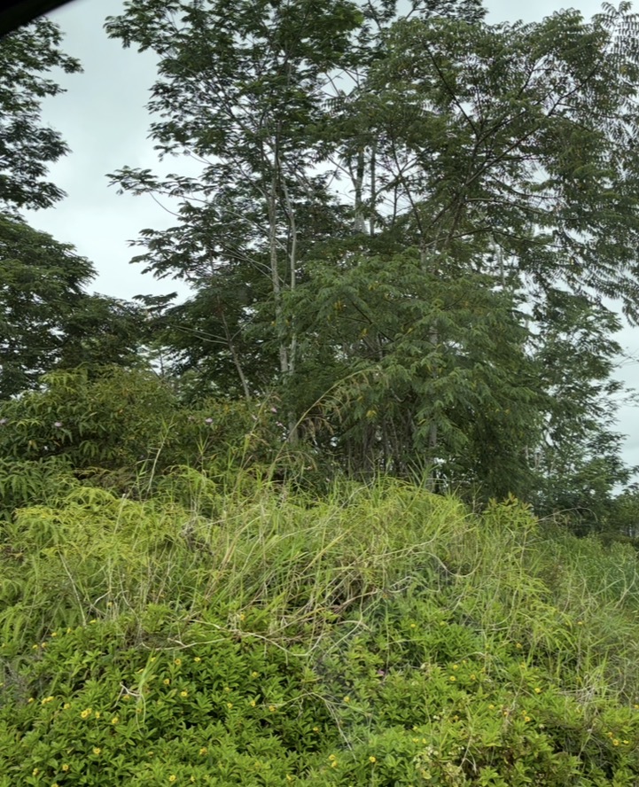 HAPUU DR