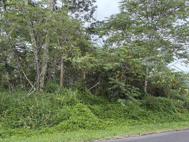 HAPUU DR