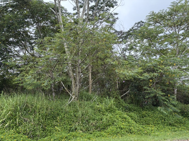 HAPUU DR