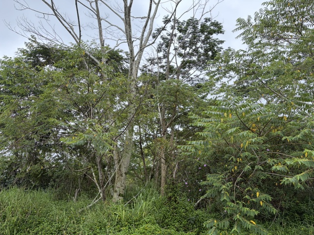 HAPUU DR