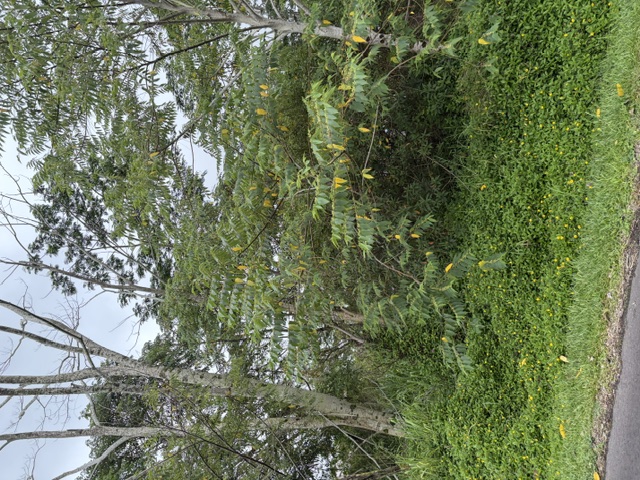 HAPUU DR