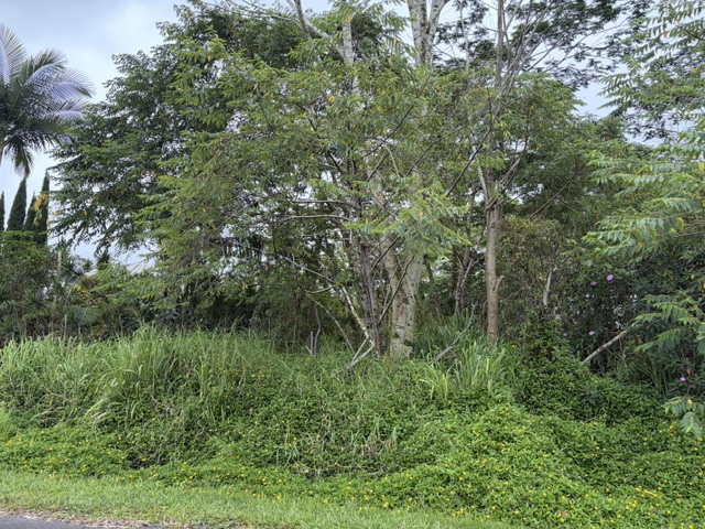 HAPUU DR