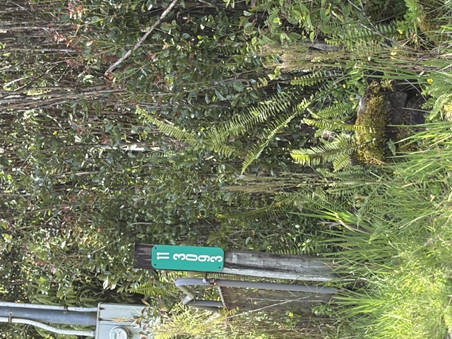 LEHUA ST