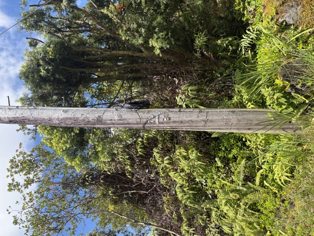 LEHUA ST