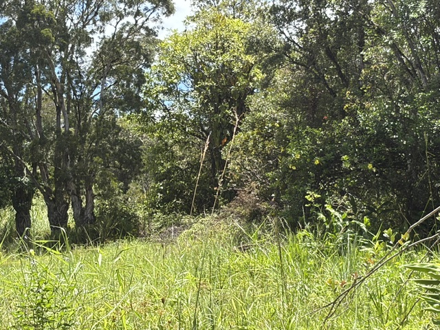 LEHUA ST