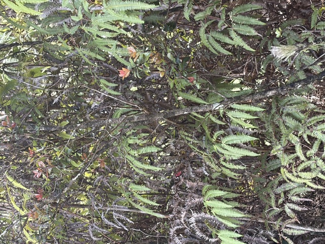 LEHUA ST
