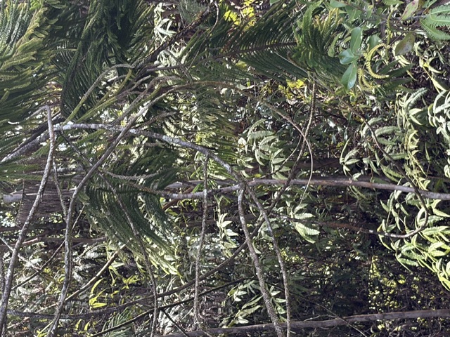 LEHUA ST