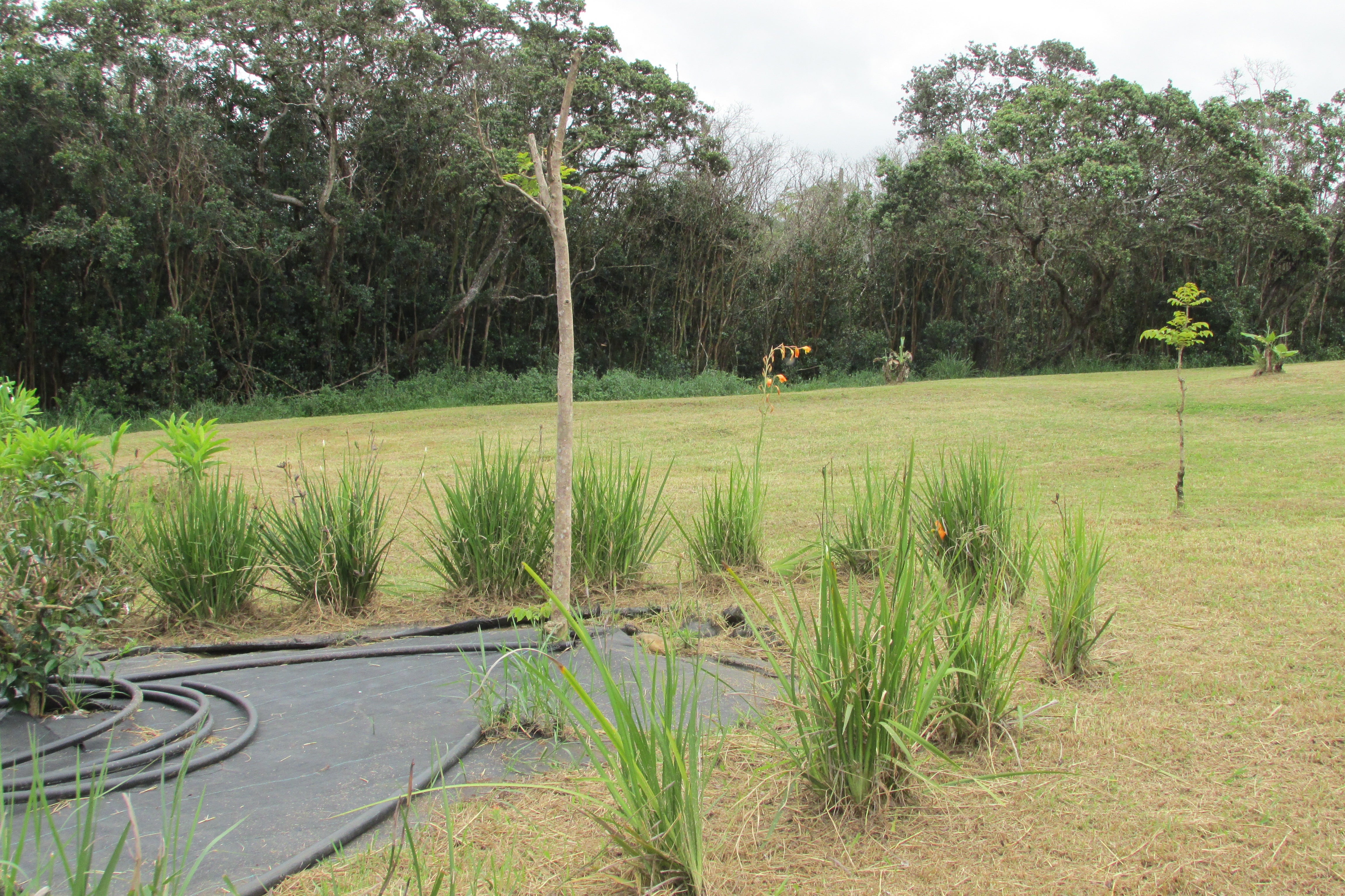 Grassy lot with young trees, tall ornamental grasses, and dense woodland along the back edge.
