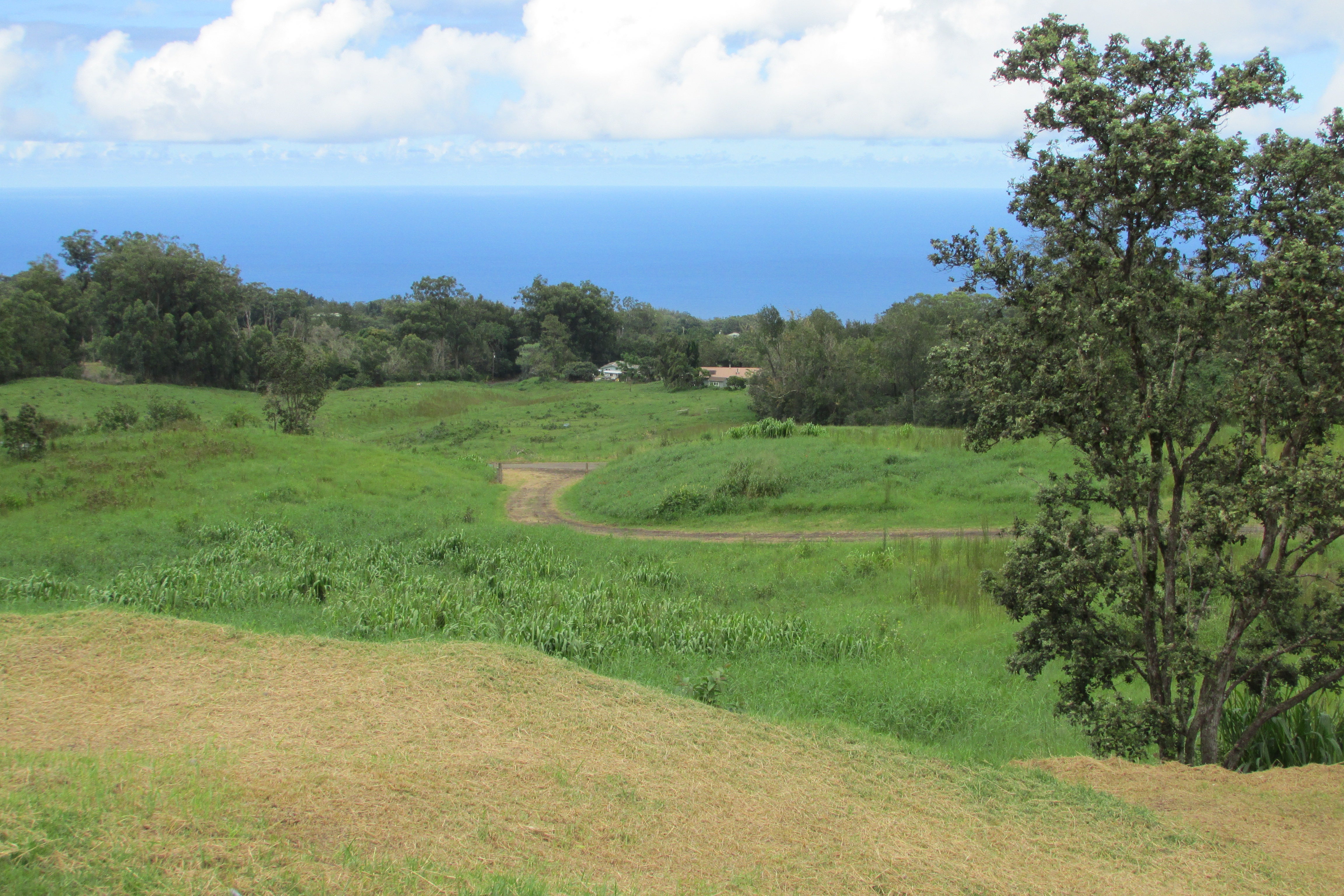 Green rural property with a curving dirt track and ocean view beyond scattered trees.