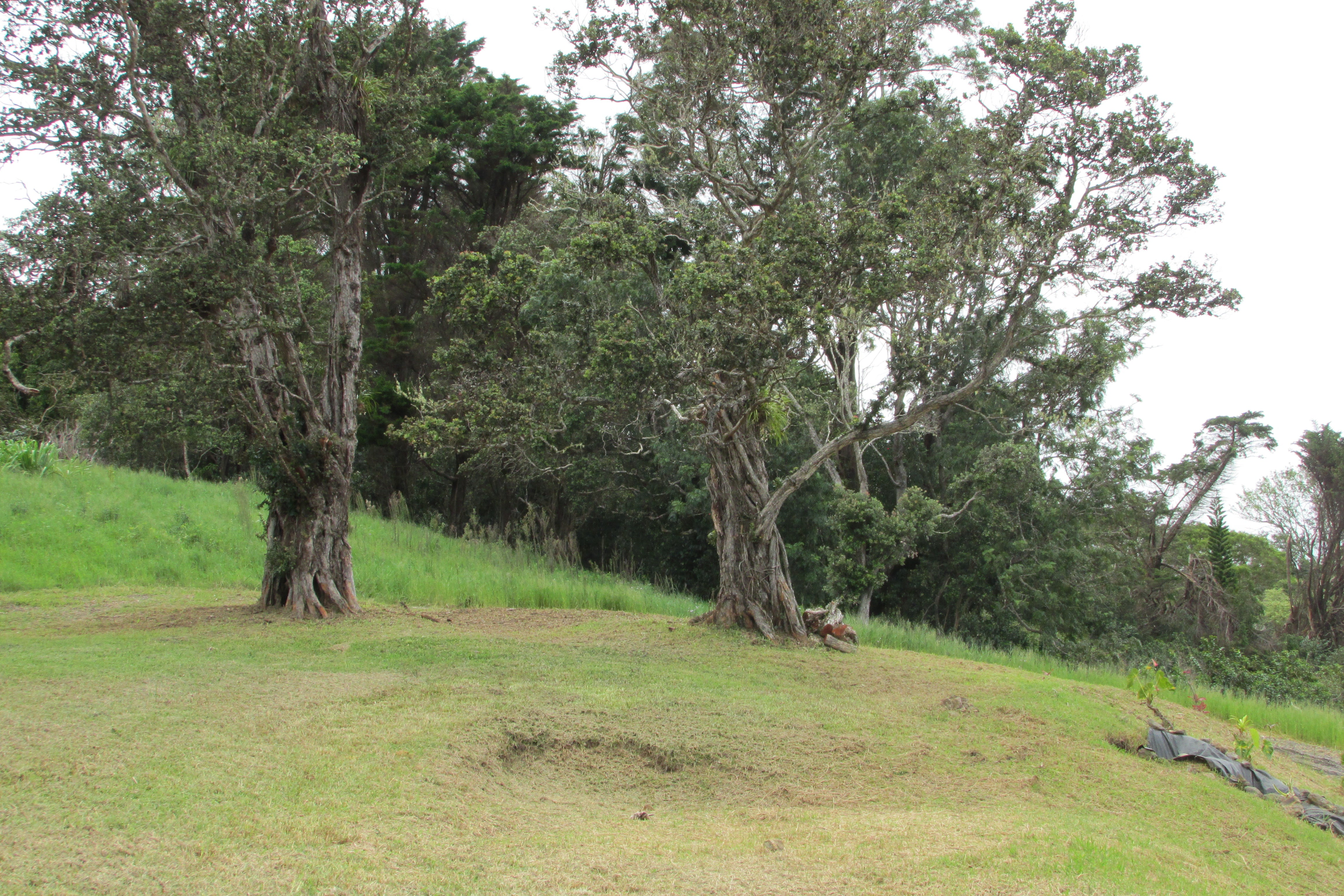 Sloping grassy lot with two large mature trees and dense woodland.