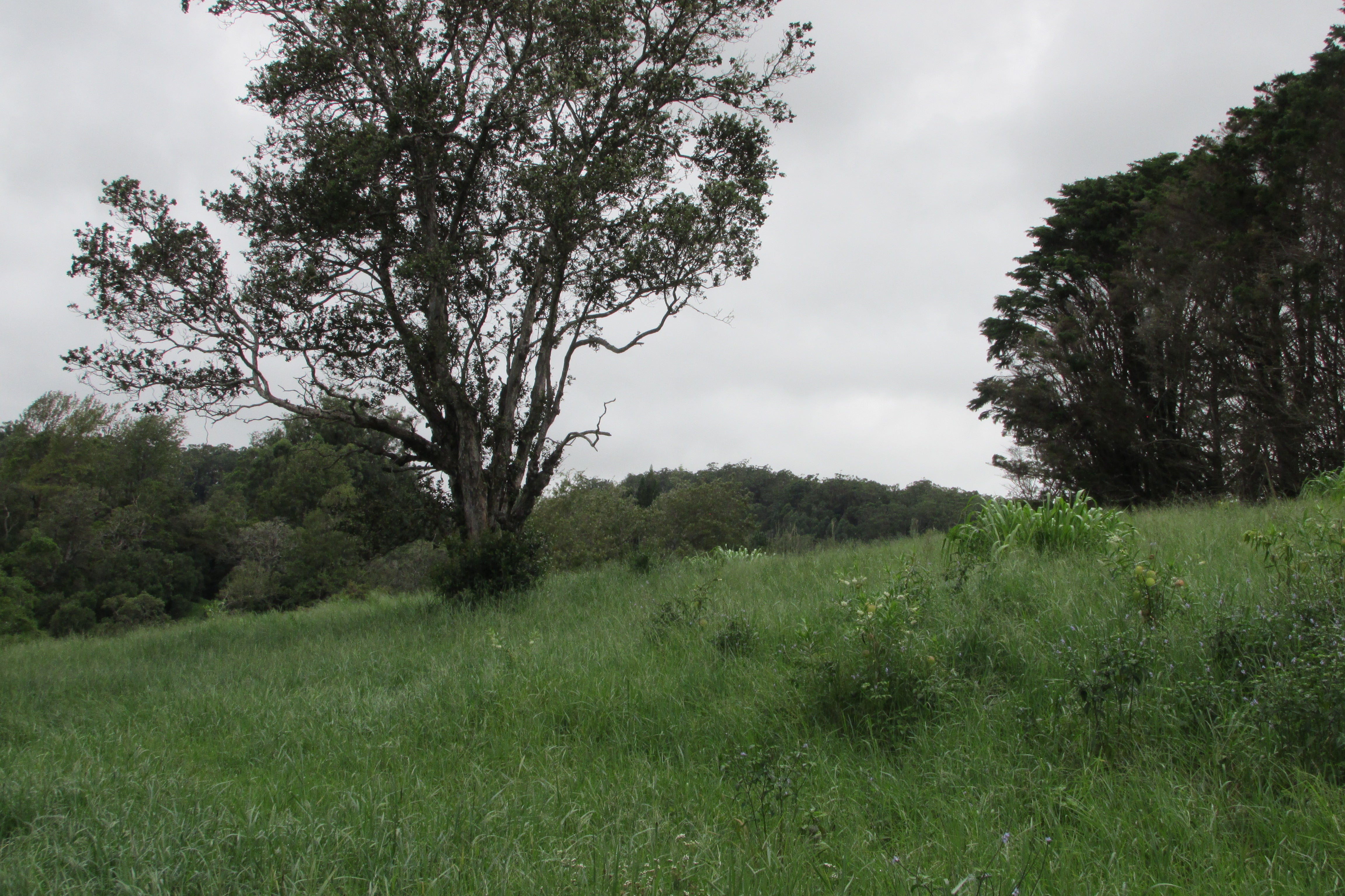 Grassy rural lot with a large spreading tree and wooded hills under an overcast sky.