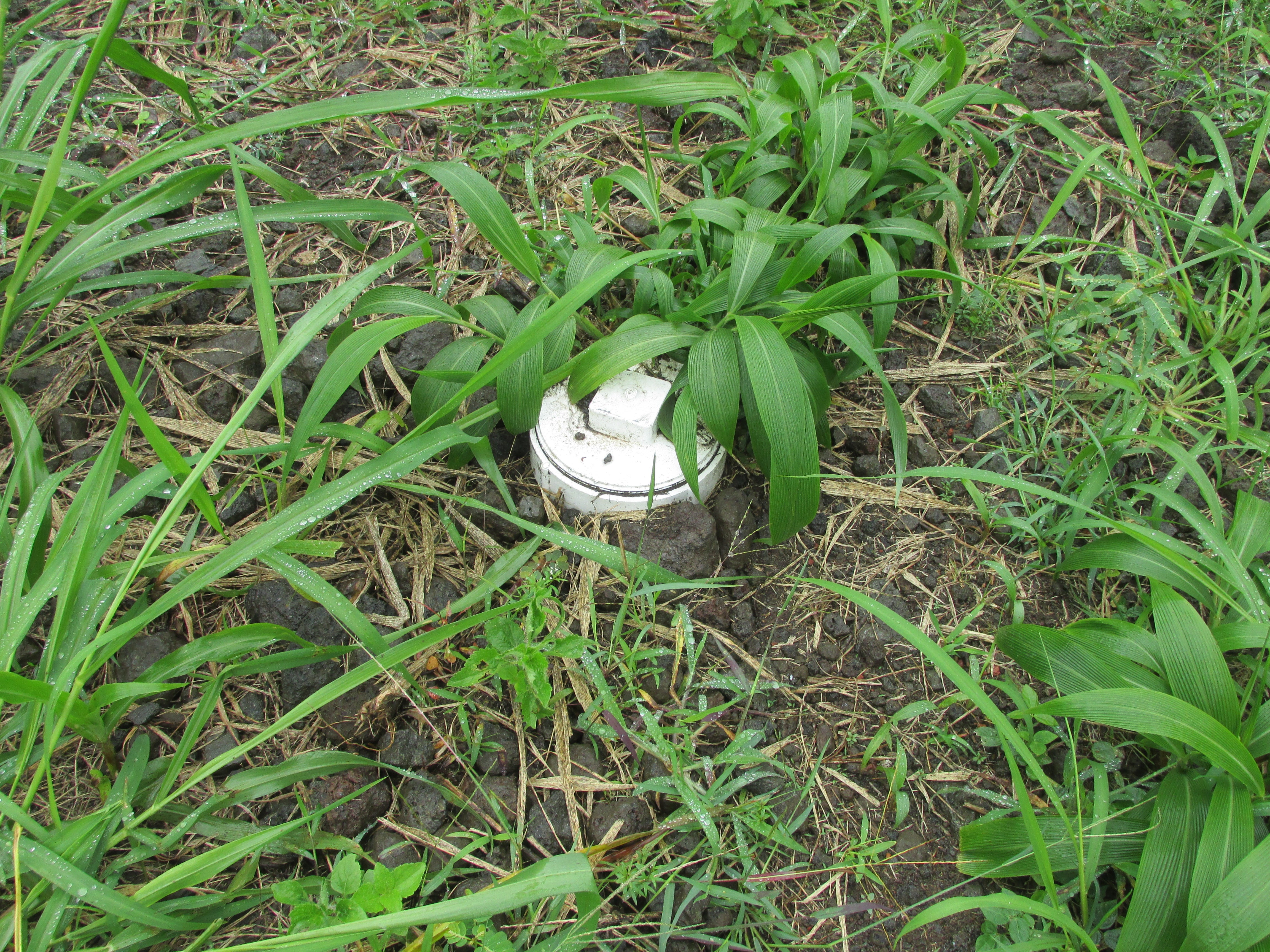 White round utility cover surrounded by tropical foliage and dark rocks.