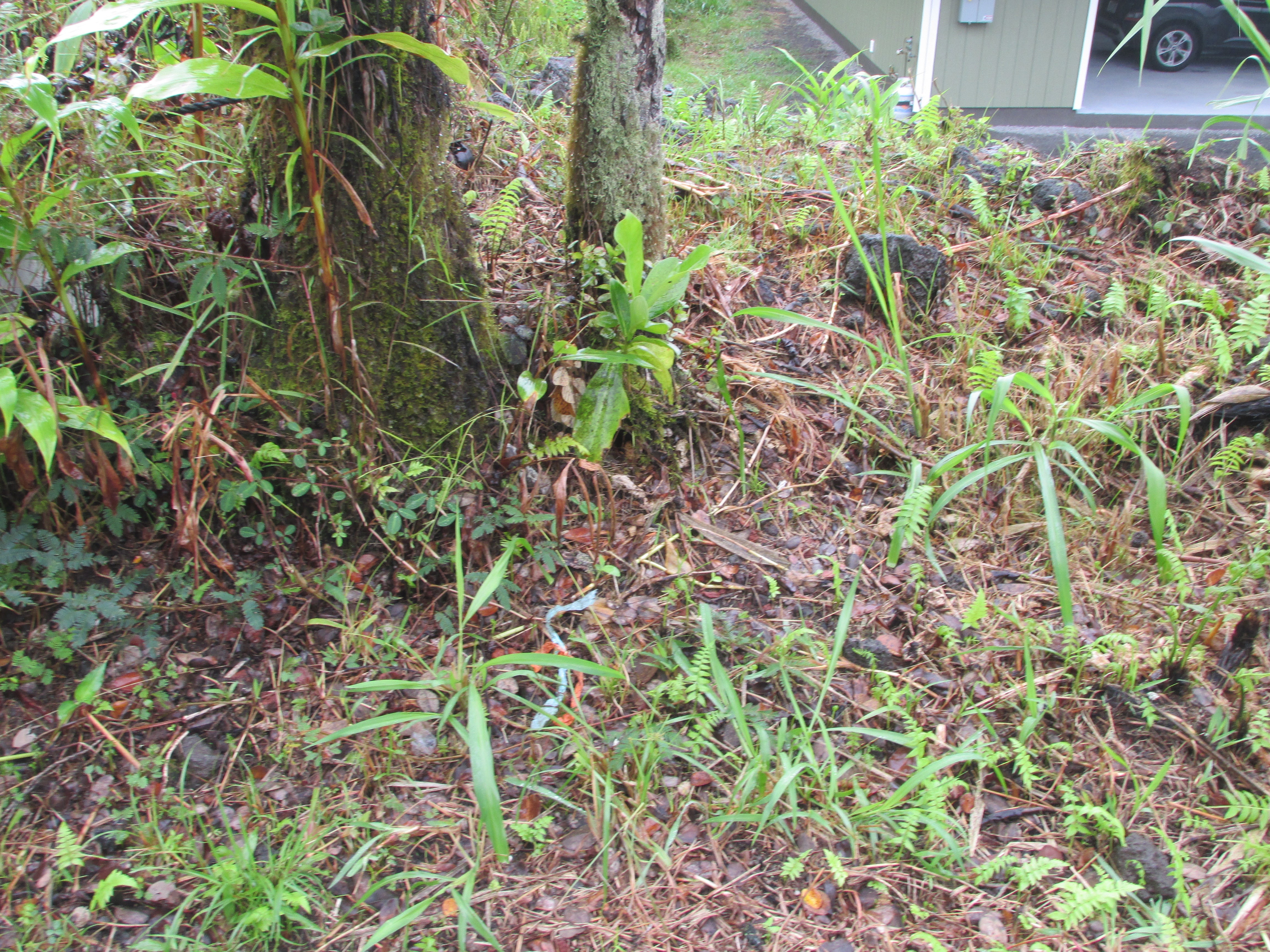 Overgrown tropical yard with ferns and grasses beside a building.