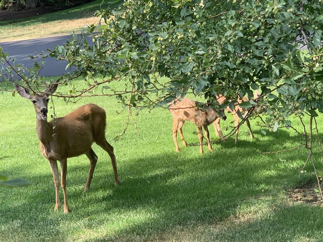 20398 Donkey Sled Road