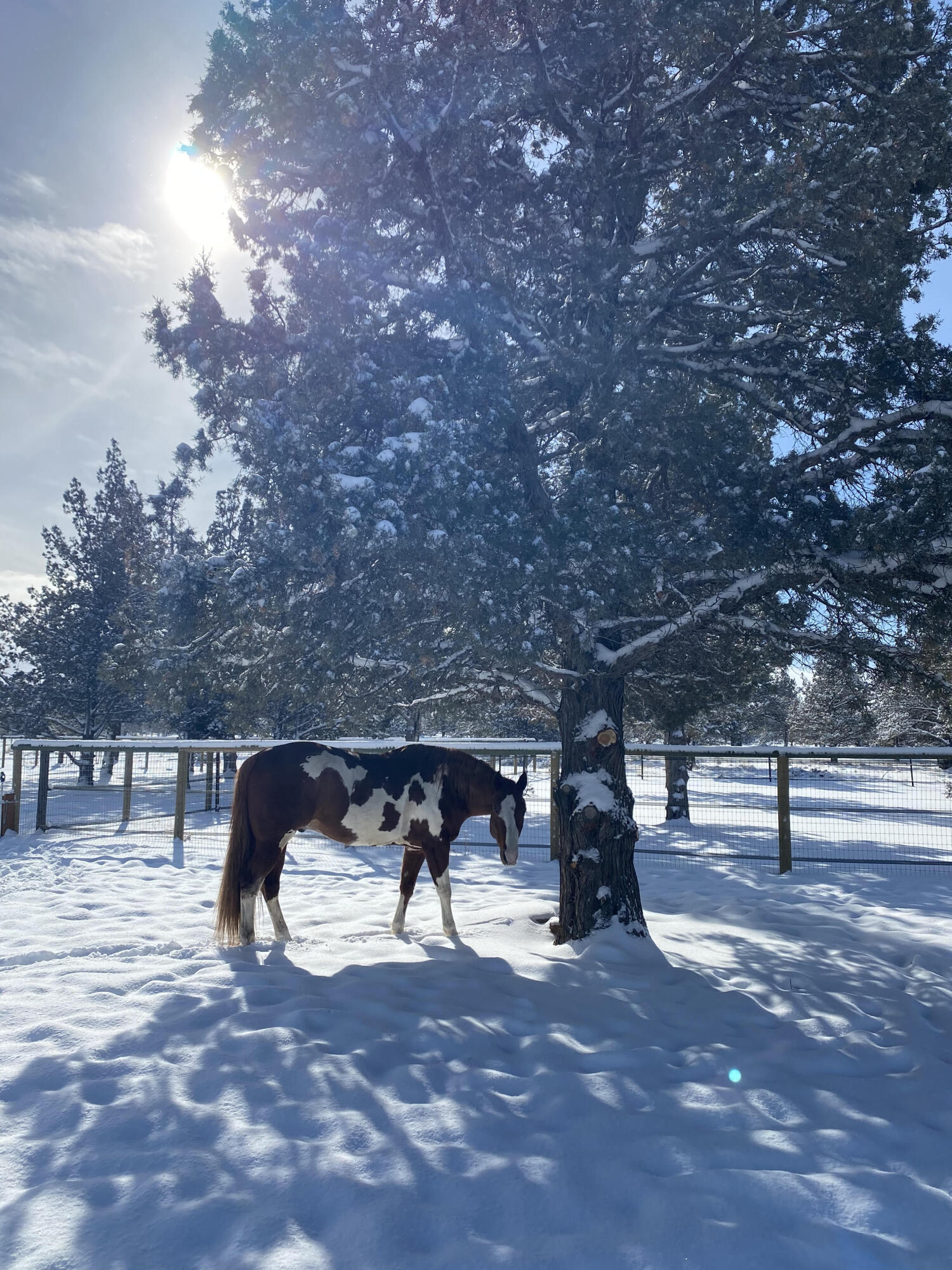 13714 SW Chipmunk Road