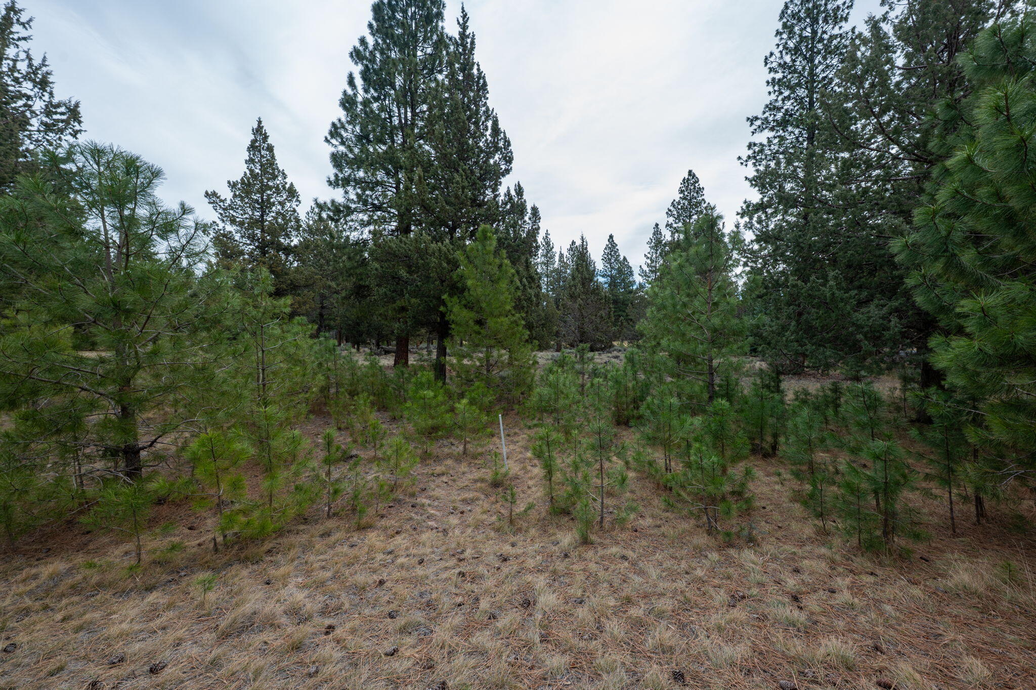 17074 Lady Caroline Drive