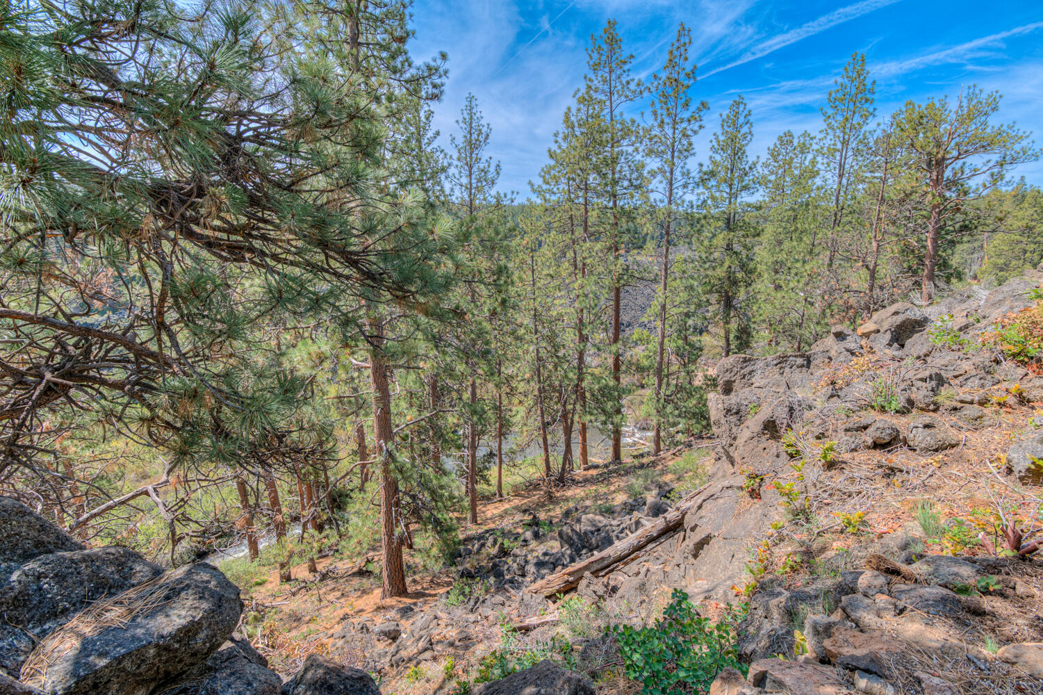 60442 Snap Shot Loop