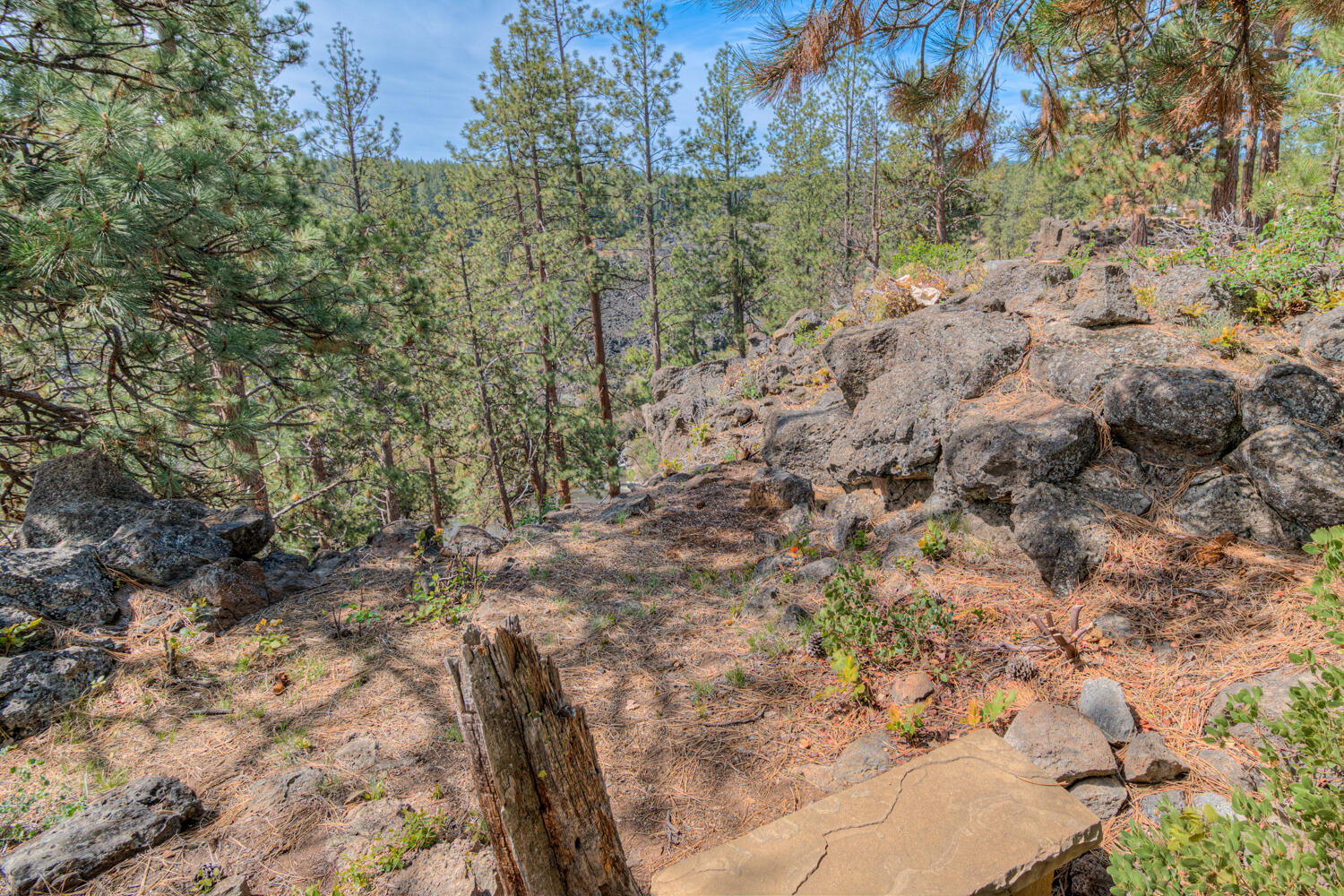 60442 Snap Shot Loop