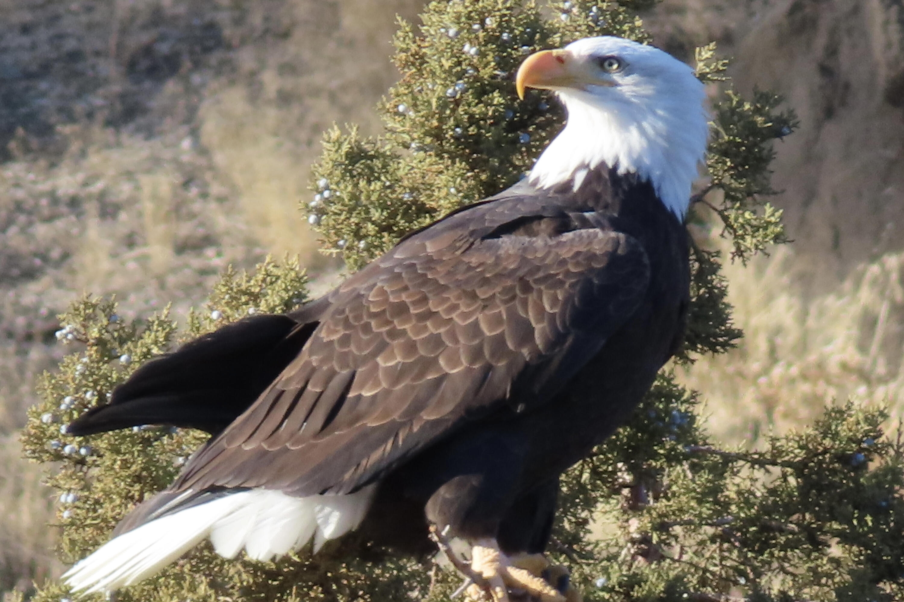 8050 NW Grubstake Way