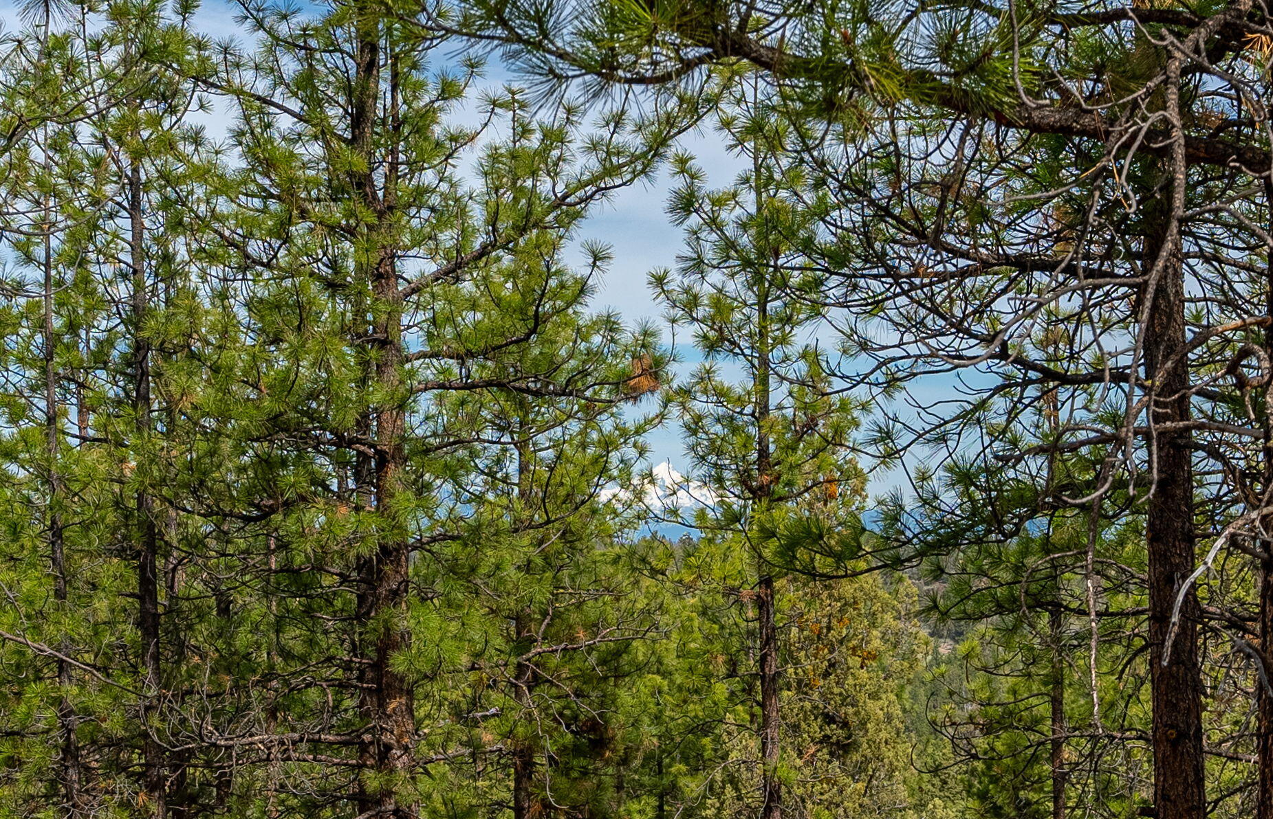 3399 NW Greenleaf Way