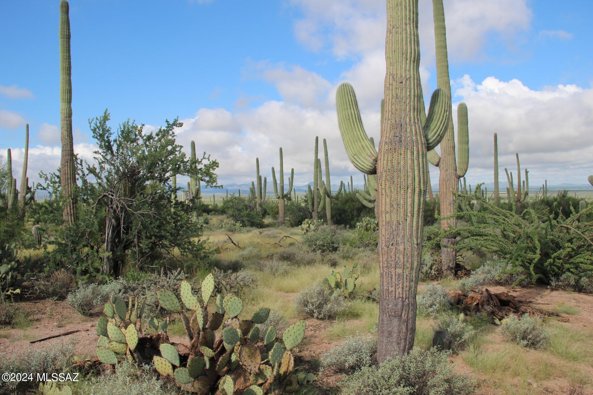 17035 W Saddle Trail 0