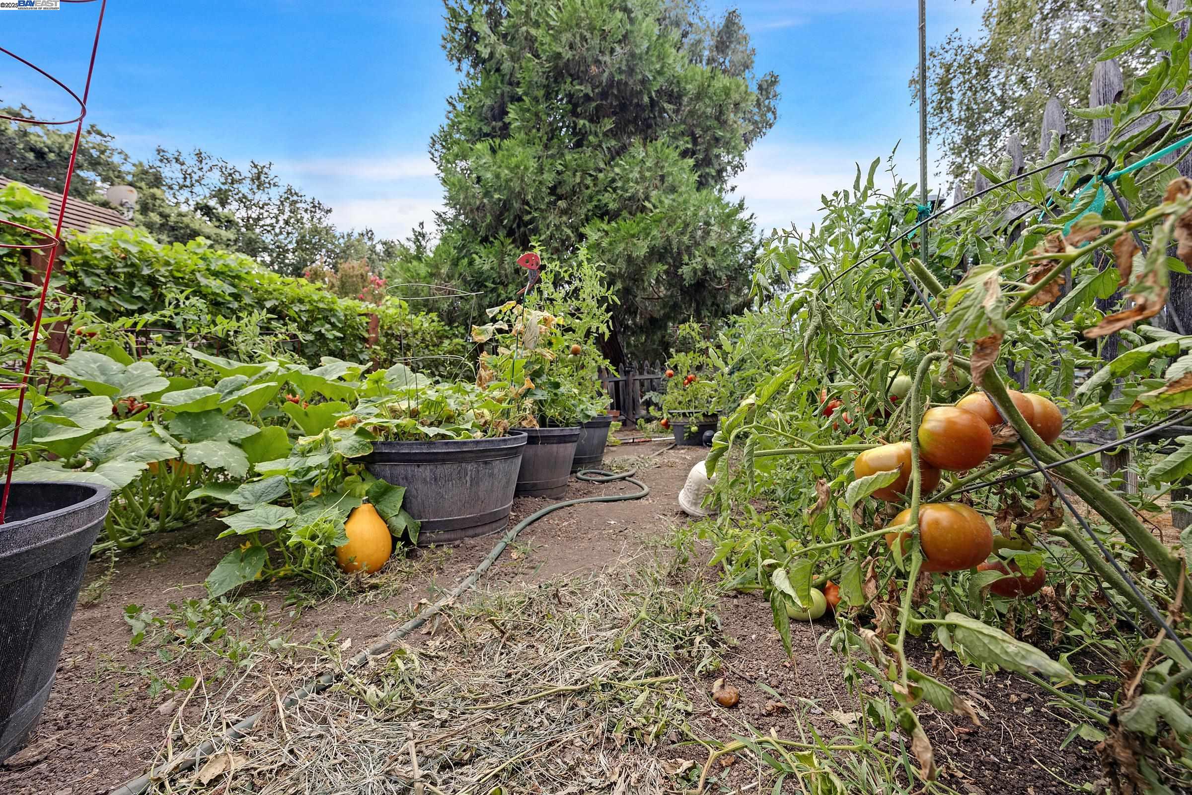 6745 Alisal Street, Pleasanton