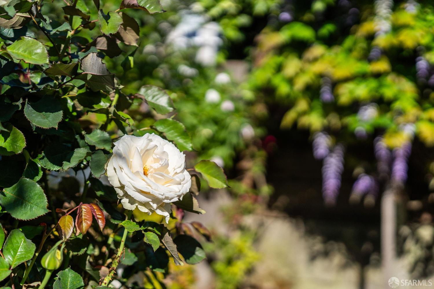 631 San Bruno Avenue