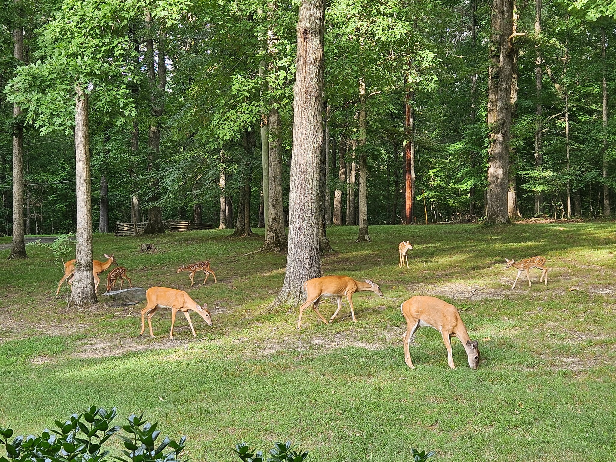 1011 Whippoorwill Dr