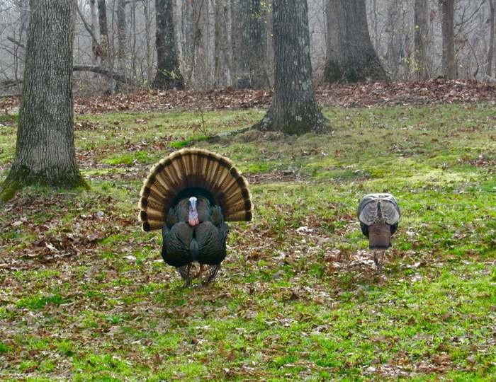 1011 Whippoorwill Dr