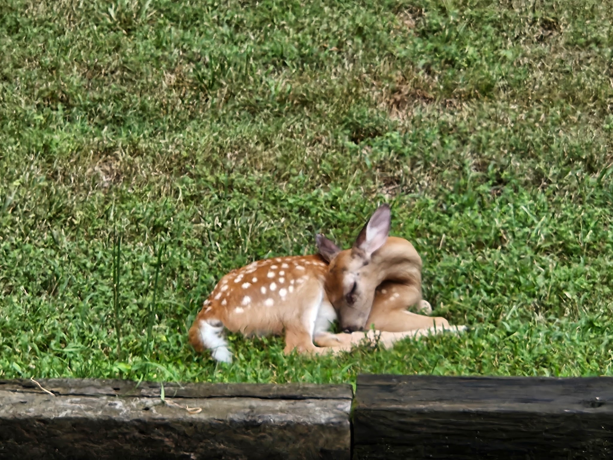 1011 Whippoorwill Dr