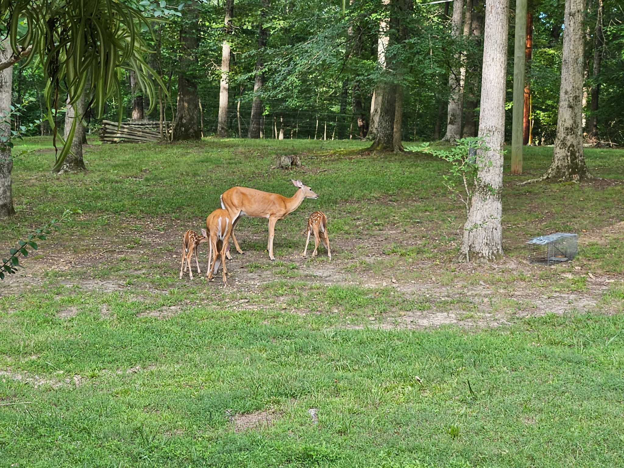 1011 Whippoorwill Dr