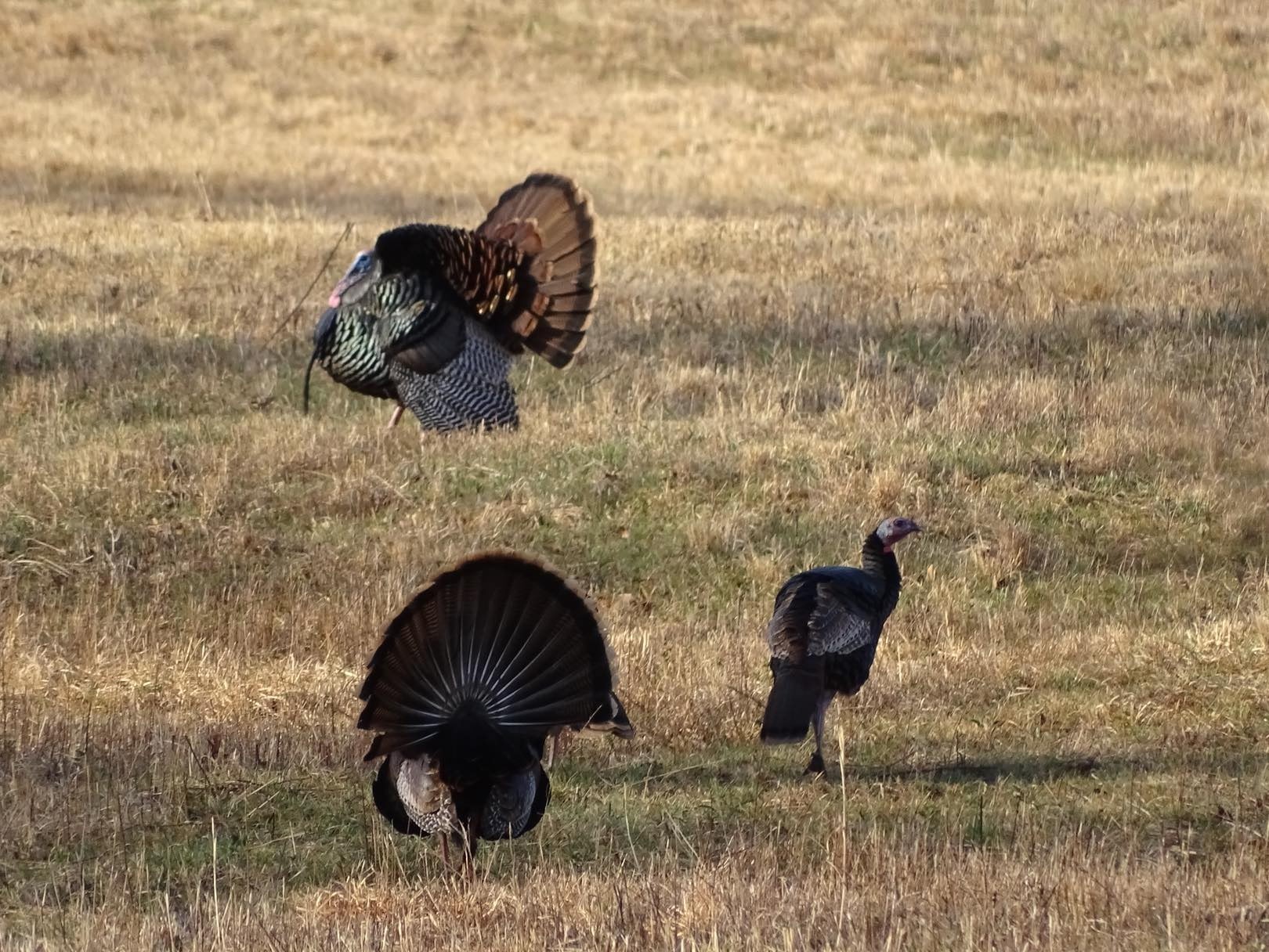 1011 Whippoorwill Dr