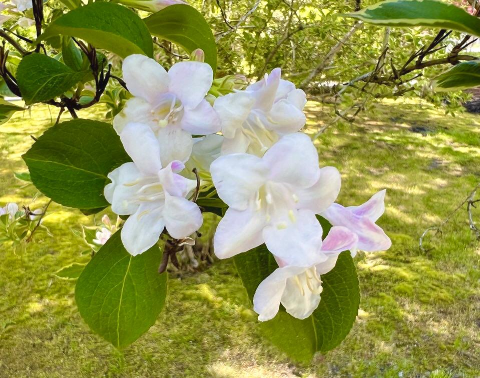 199 Timberlane Drive