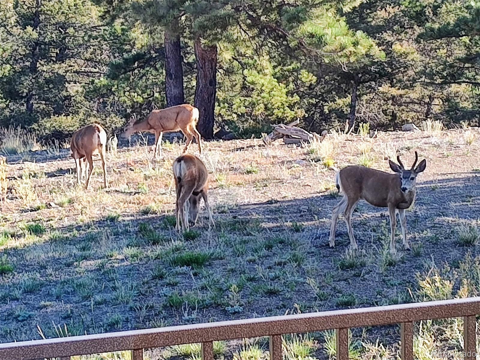 3561 Singletree Road