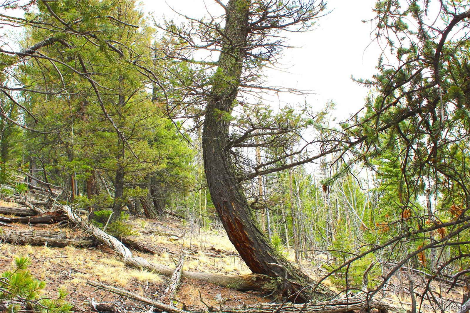 580 Ouray Trail