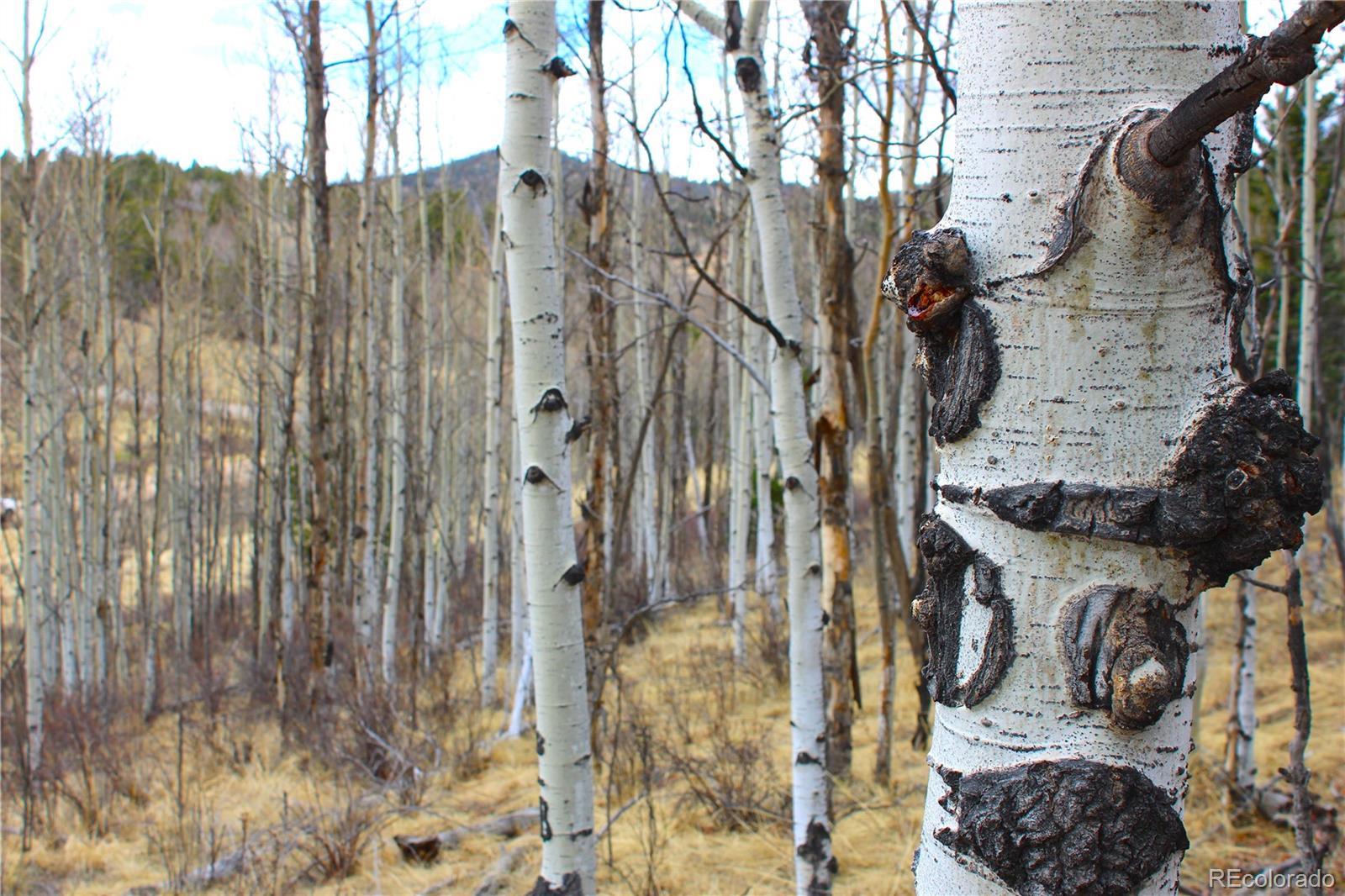 580 Ouray Trail