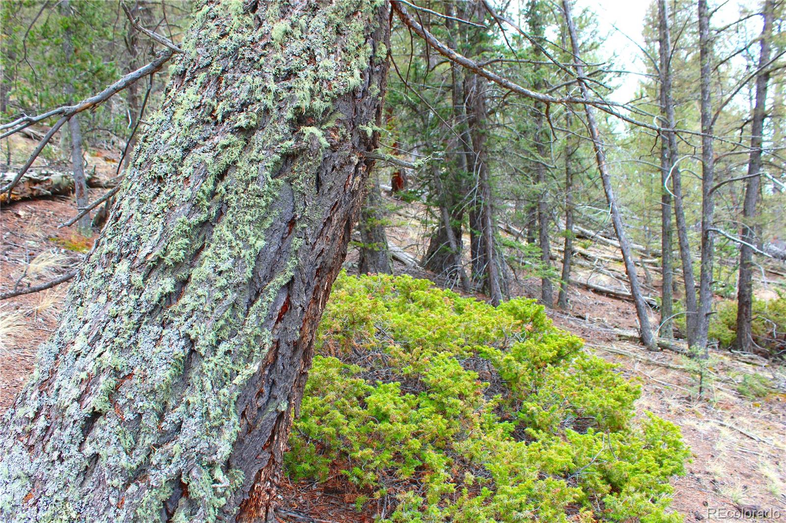580 Ouray Trail