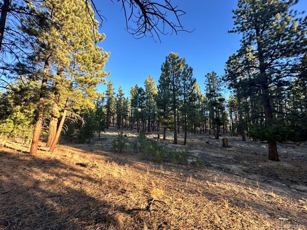 16703 Pine Grove Parkway