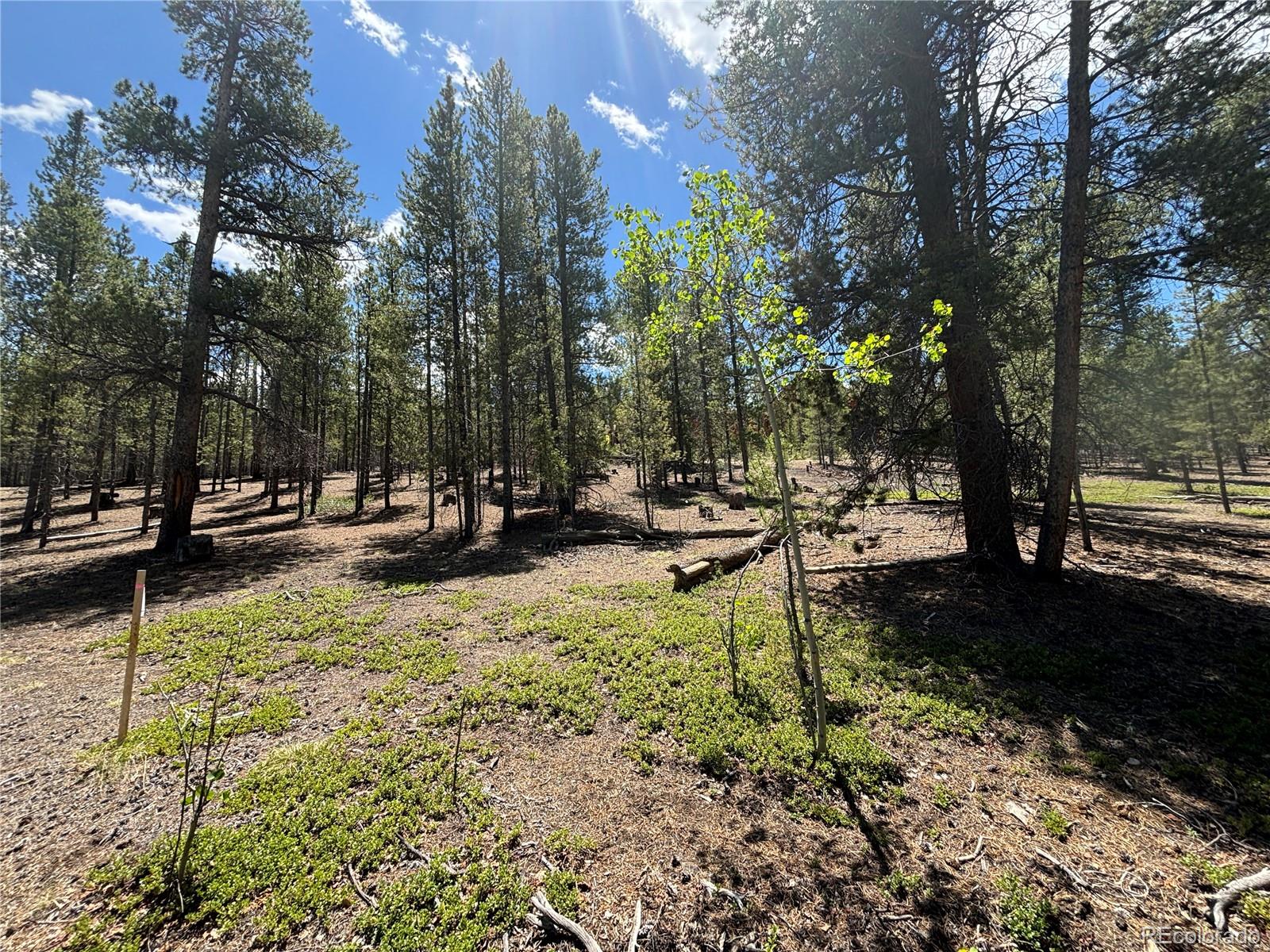 738 Lodgepole Drive