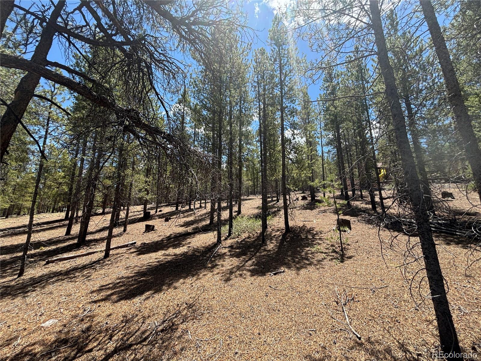 738 Lodgepole Drive