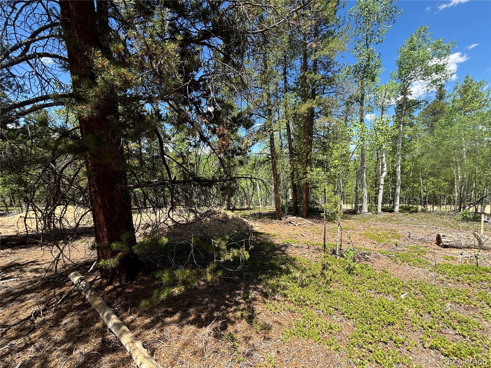 738 Lodgepole Drive