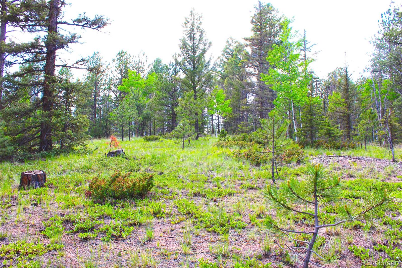 607 Gold Dust Creek Road