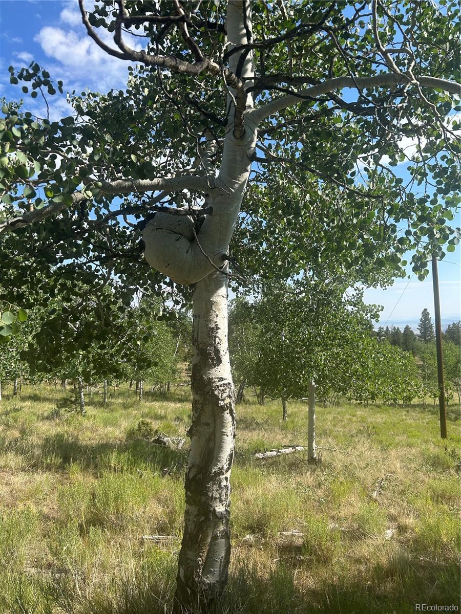 3361 Singletree Road