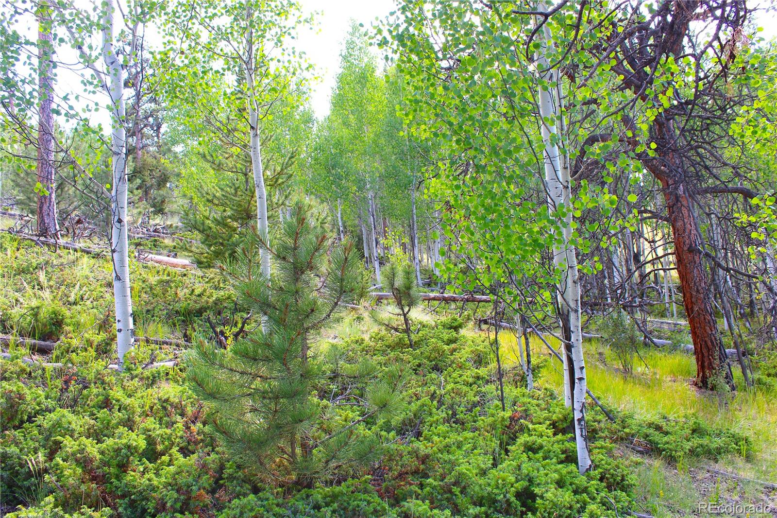128 Shenandoah Path
