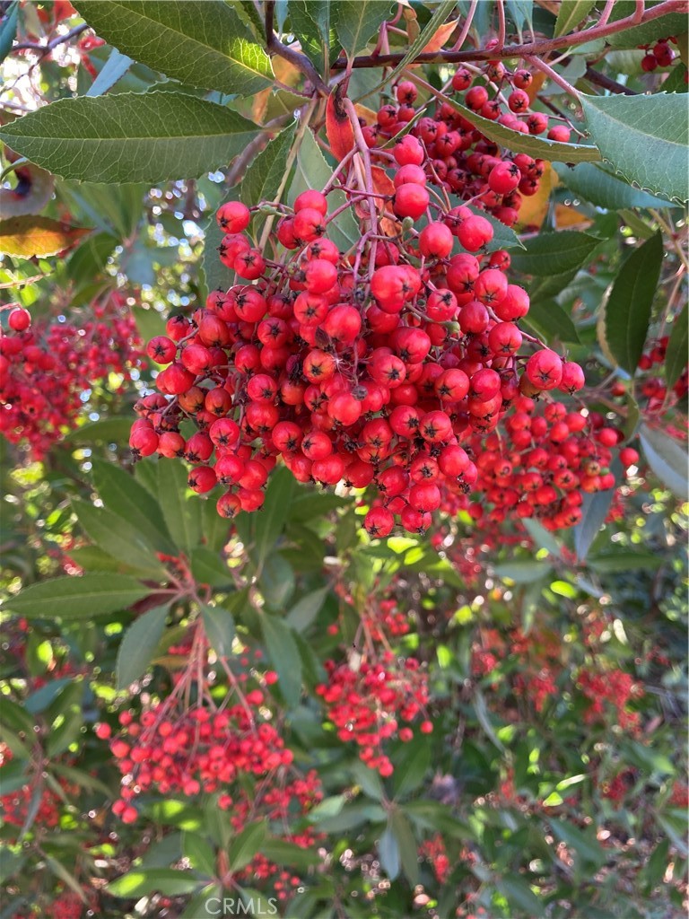 40 Bobcat Springs Road