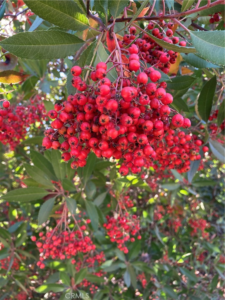 40 Bobcat Springs Road